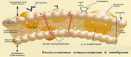 Астаксантин - мощный антиоксидант на страже Вашей молодости
